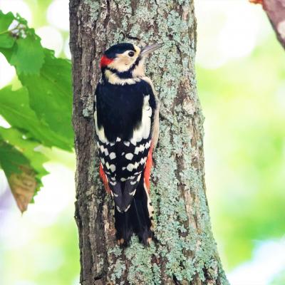 アカゲラ